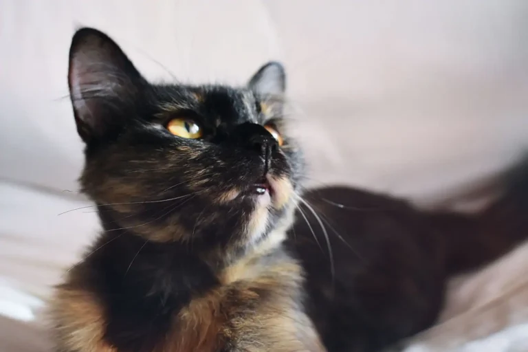 Communication féline : comprendre le langage du chat