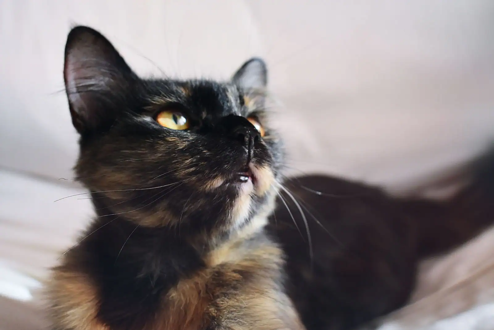 Chat attentif aux oreilles dressées et au regard fixe, exprimant son langage corporel.