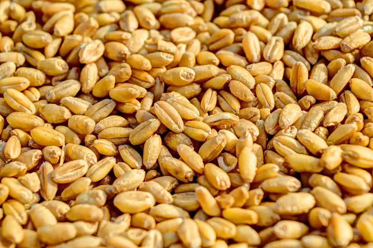 Gros plan sur des grains de blé en vrac, matière première cotée sur les marchés à terme agricoles.