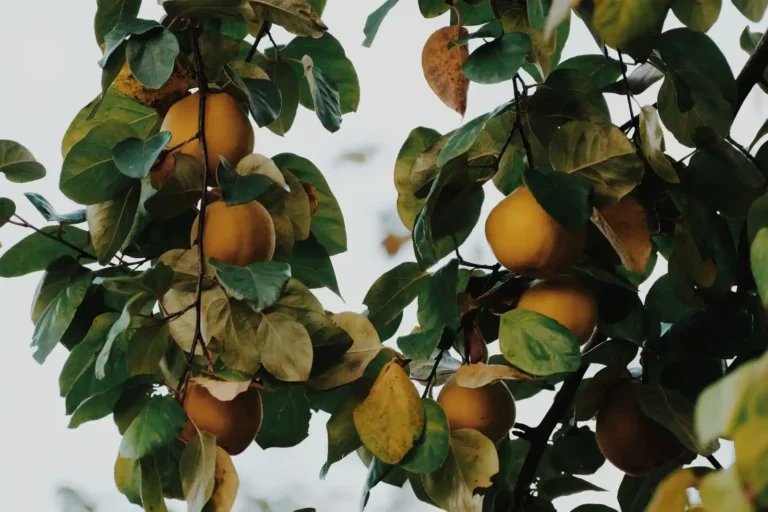 Le coing : le fruit qu&rsquo;on ne croque pas, et tout ce qu&rsquo;on en fait