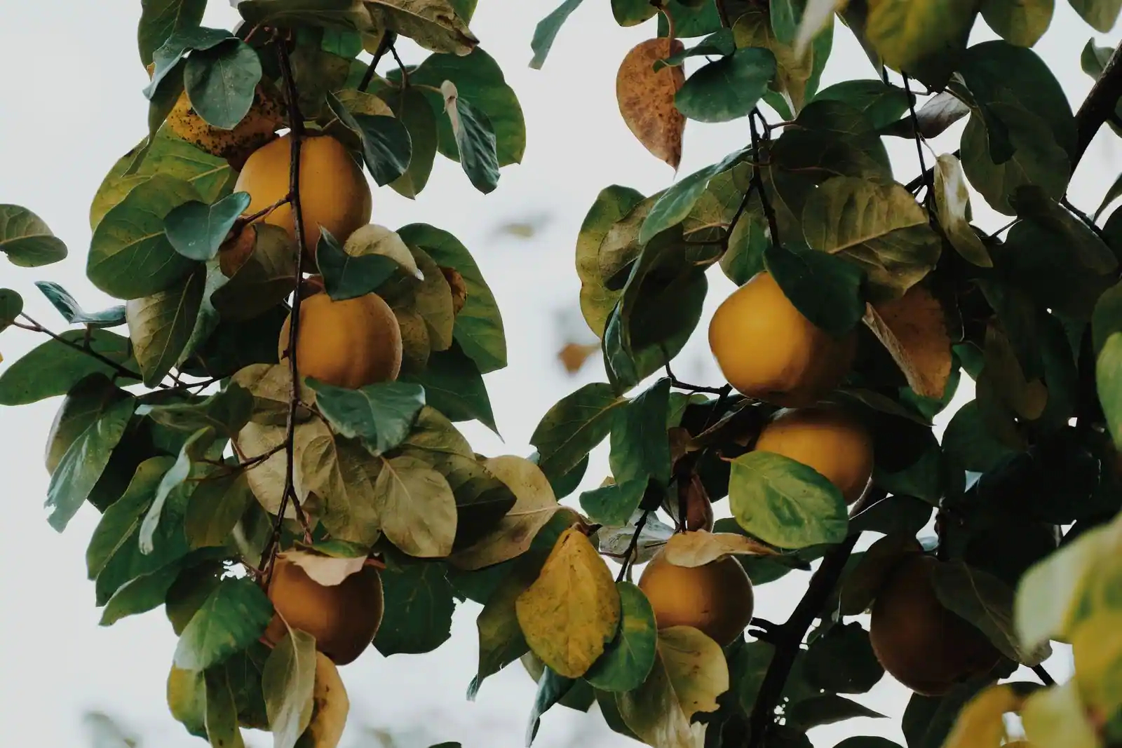 Coings jaunes arrivés à maturité sur les branches d'un cognassier, au milieu du feuillage d'automne.